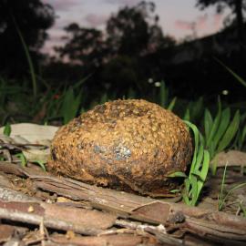Horse-dropping Fungus (Pisolithus arhizus)