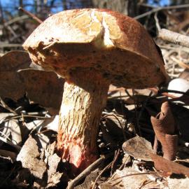 Possibly Brown Tall Bolete (Austroboletus lacunosus)