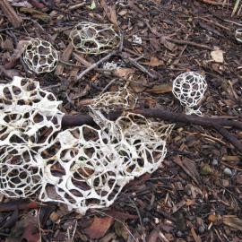 Smooth Lattice or Basket Fungus (Ileodictyon gracile)