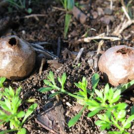 Puffballs (Lycoperdon or Bovista species)