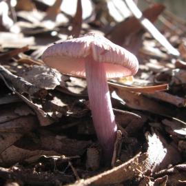 Lilac Fibrecap (Inocybe violaceocaulis)
