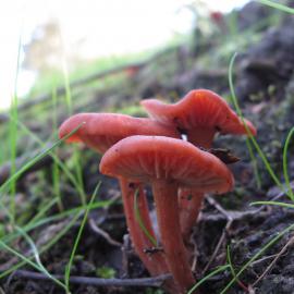 Waxcap species (Hygrocybe sp.)