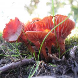 Waxcap species (Hygrocybe sp.)