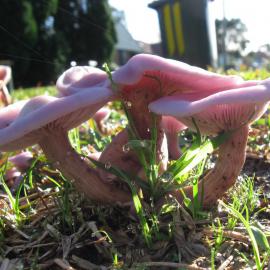 Lilac Blewit (Lepista sublilacina)