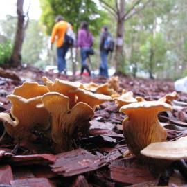Fan Pax (Tapinella panuoides, formerly Paxillus panuoides)