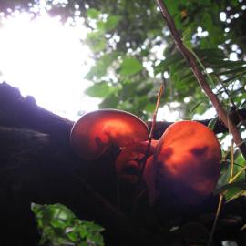 Hairy Jew’s Ear (Auricularia cornea)