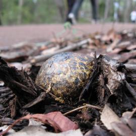 Horse-dropping Fungus (Pisolithus tinctorius)