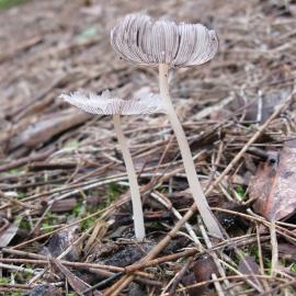 Pleated Inkcap or Japanese Umbrella or Fairy Parasol (Coprinus plicatilis)