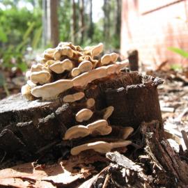 Rainbow Fungus or Turkey Tail (Trametes versicolor).