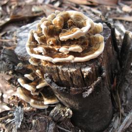 Rainbow Fungus or Turkey Tail (Trametes versicolor)