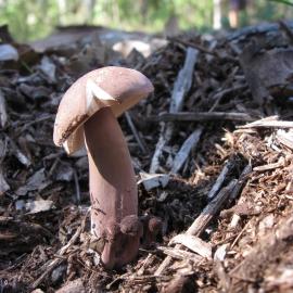 Small mystery bolete