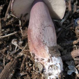 Small mystery bolete