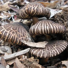 Pin Wheel Mushroom (Agaricus rotalis)