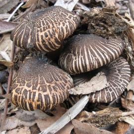 Pin Wheel Mushroom (Agaricus rotalis)