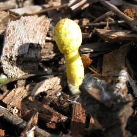 Yellow Houseplant Mushroom / Flowerpot Parasol / Plantpot Dapperling (Leucocoprinus birnbaumii)
