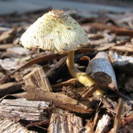 Yellow Houseplant Mushroom / Flowerpot Parasol / Plantpot Dapperling (Leucocoprinus birnbaumii)