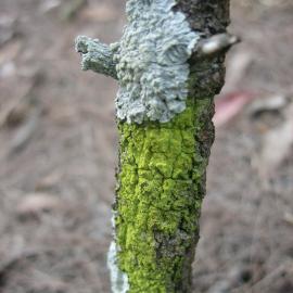 Lichen species