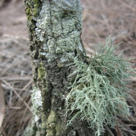 Lichen species. The shaggy one below is an Usnea species, commonly called an Old Man's Beard.