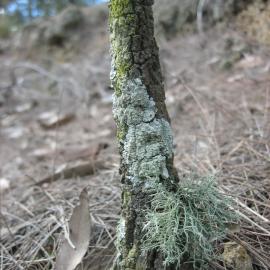 Lichen species. The shaggy one below is an Usnea species, commonly called an Old Man's Beard.