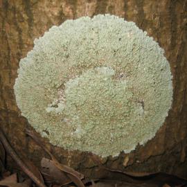 Lichen species of the Parmeliaceae family