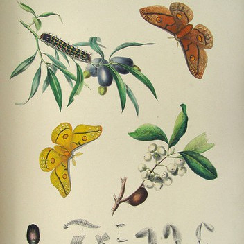 Natural History Illustration