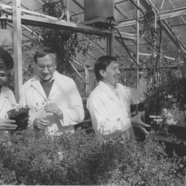 Selecting plants for Genetic Engineering Project, the University of Newcastle, Australia - 1990