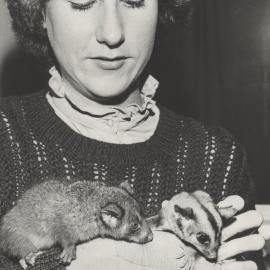 Robyn Gentle holding a possum and squirrel glider, the University of Newcastle, Australia