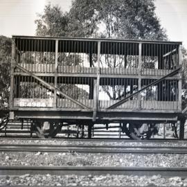 SAR, Sheep Van No. Bx4984, Hynam, [1950s]