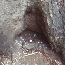 Mutton bird egg, Bloody Bridge, Norfolk Island, [1980s]
