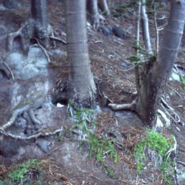 Bird's nest, Bloody Bridge, Norfolk Island, [1980s]
