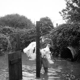 Person carrying birds near a fence in flood waters during the Maitland Flood, 1955: Lucey Collection