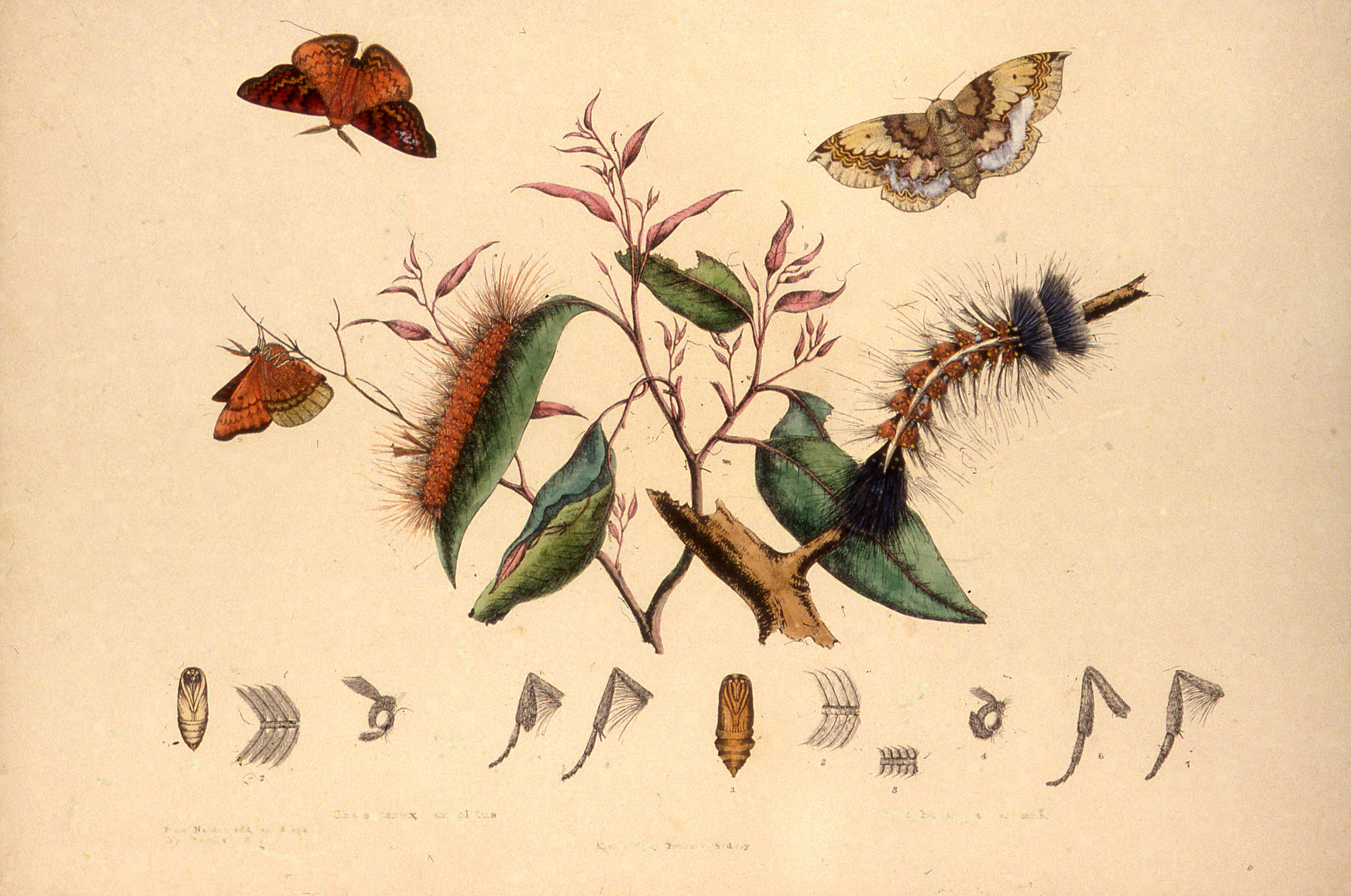 Illustration, Chelepteryx expolitus, Harriet Scott