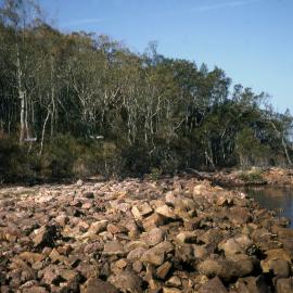 Close up, lime dock, Port Stephens, NSW, [1980]