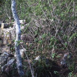 Side view, lime kiln, Port Stephens, NSW, [1978]