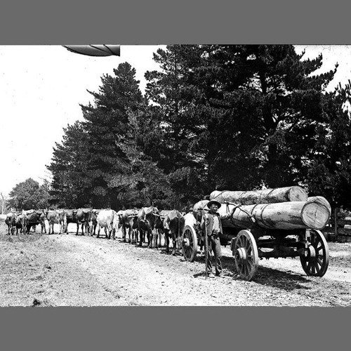 Ray Matthews et al - Ellalong & Congewai memories. [n.d.]. Part 1/1.