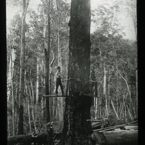 Ted Heaton (1907-1994) - Timber cutter and saw miller, Cessnock area. Recorded 3 June 1984. Part 2/2.