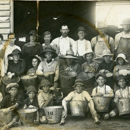 Clarrie Hawkins (1900-1987) - Wine industry and timber cutter. Recorded 20 January 1984. Part 2/3. 