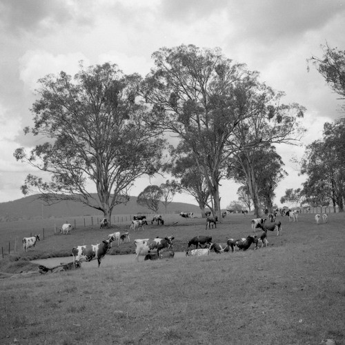 Allan Hungerford (1913-1999), Butcher. Recorded 4 December 1982. Part 1/1. 