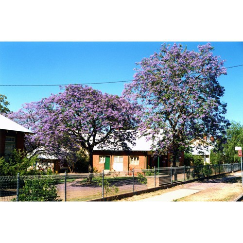 Roger Le Cussan (1910-1993) - Teacher, Kurri Kurri High School. Recorded 17 April 1984. Part 1/2.