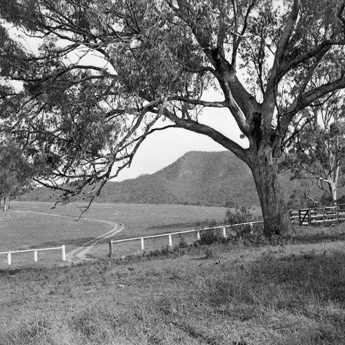 Olive Nichols née Jackson - Murrays Run resident. Recorded 27 August 1980. Part 1/1.