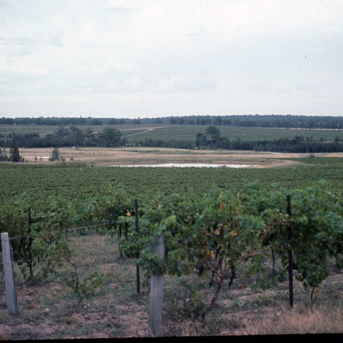 Phonse O'Neill (1912-2006) - The O'Neill family, Cessnock area. Recorded 11 November 1983. Part 1/1.