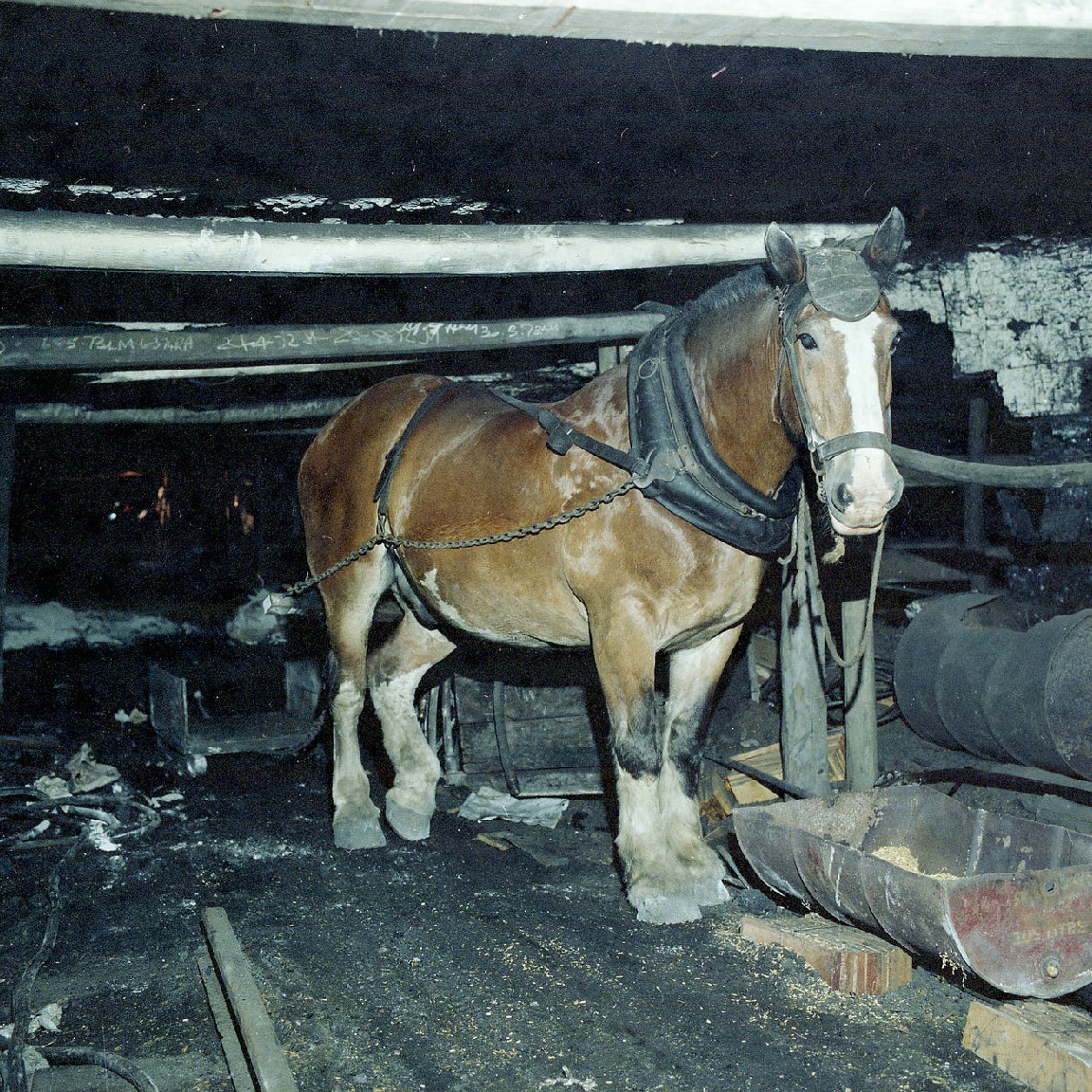 Ray Hawkins (1914-2000) - Ostler, Ayrfield No. 3 Colliery. Recorded 30 September 1992. Part 1/1.
