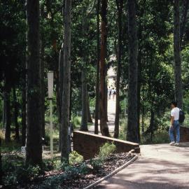 Gum trees around campus - Newcastle University, NSW