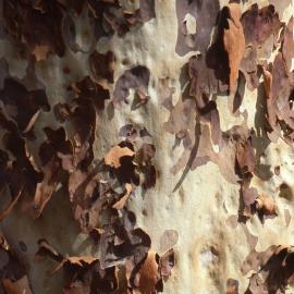Gum tree shedding bark - Newcastle University, NSW