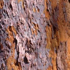 Gum tree shedding bark - Newcastle University, NSW