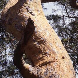 Upper gum tree with peeling bark - Newcastle University, NSW