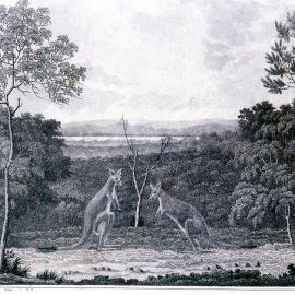Kangaroos of New South Wales, View from Seven-Mile Hill near Newcastle. NSW, 1818, engraved by Walter Preston, from Wallis' Australian Views, [1818]