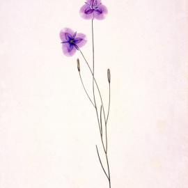 Arthopodium Fernbriatum, [by Joseph Lycett]