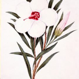Hibiscus Leterphyllus, [by Joseph Lycett]
