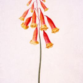 Blandfordia Australia, [by Joseph Lycett]